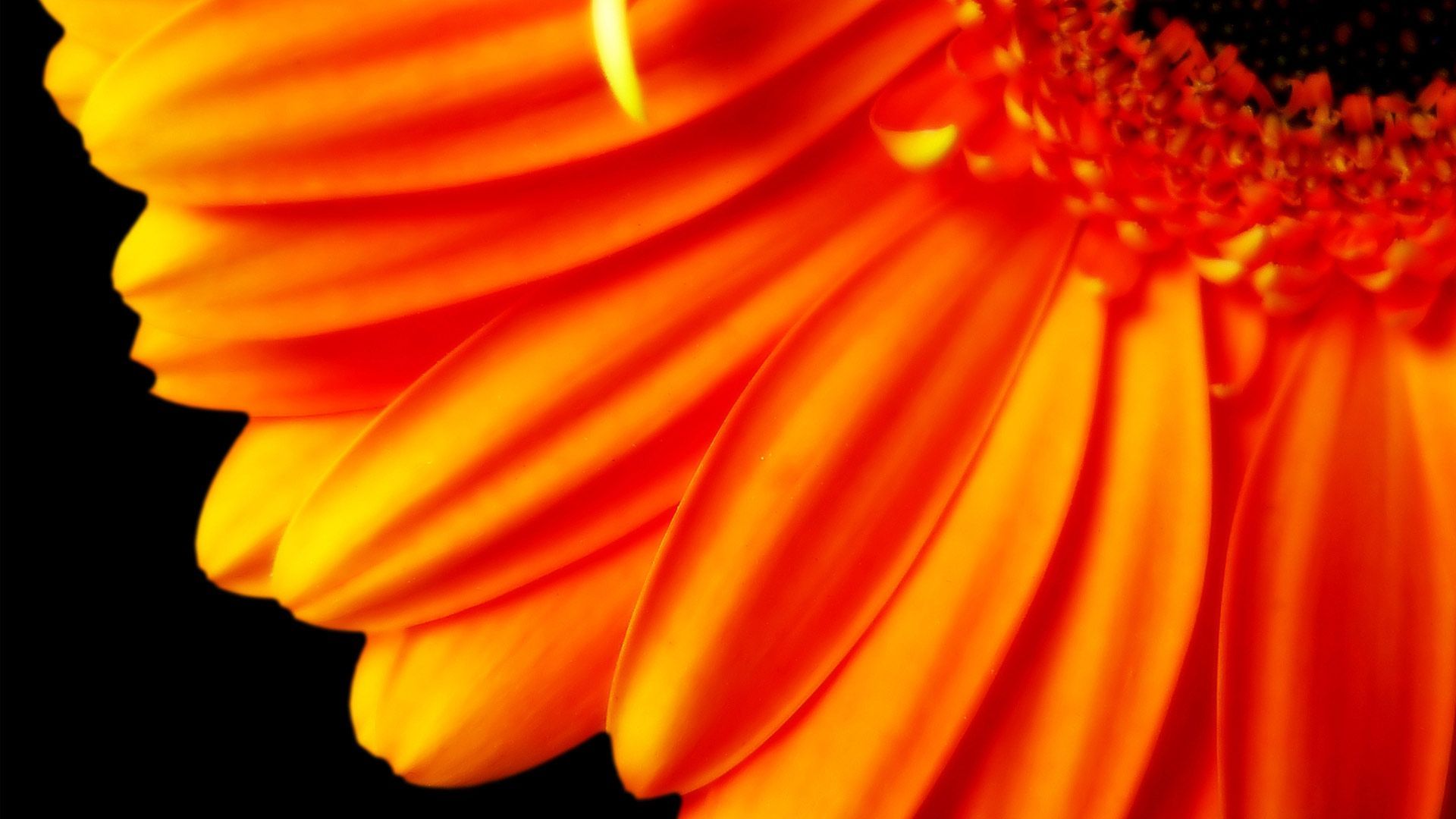 Pure Orange Flower 1080p Wallpapers | HD Wallpapers