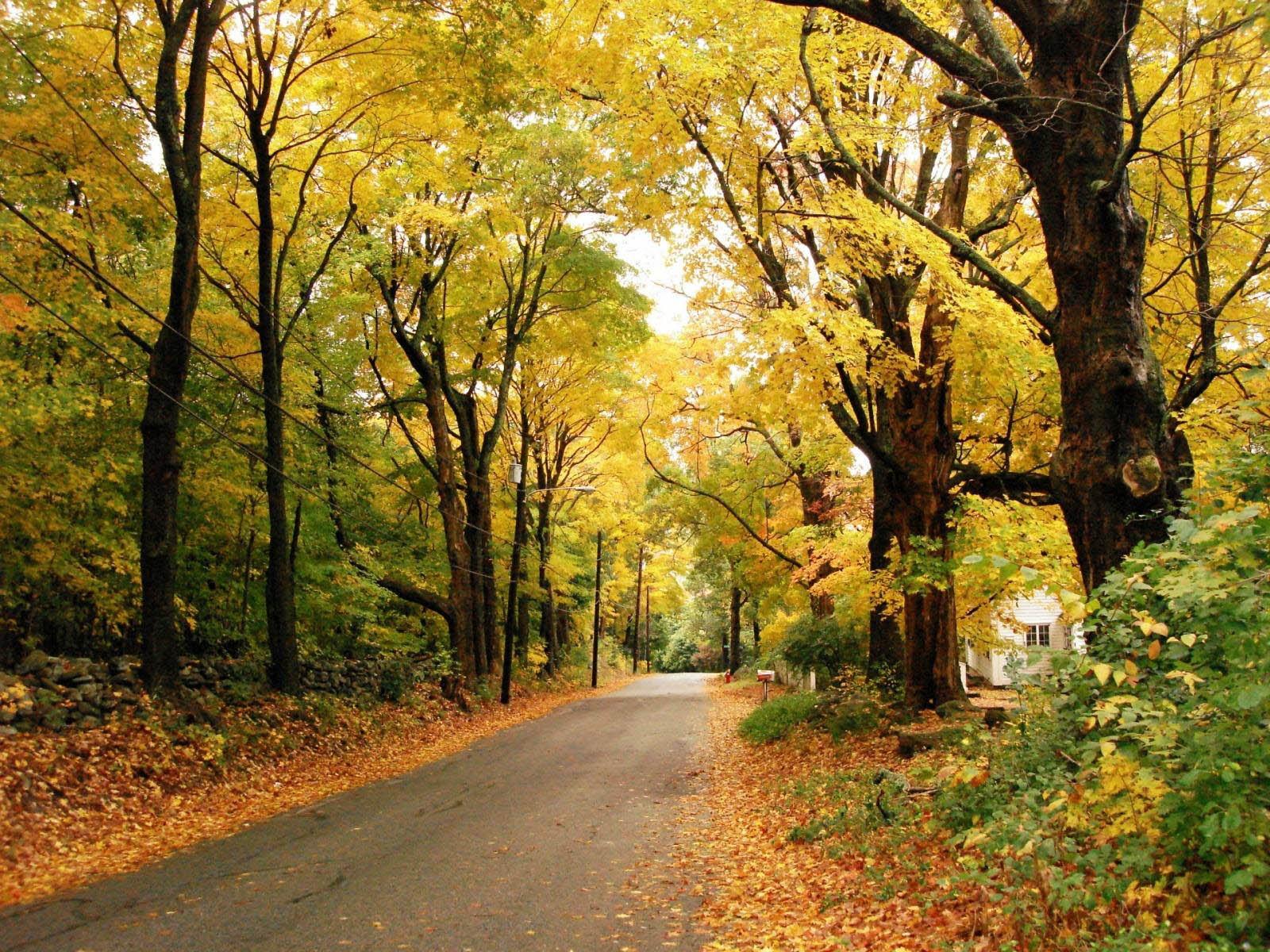 Beautiful Autumn Road Scenery Wallpaper | Scenery Backgrounds