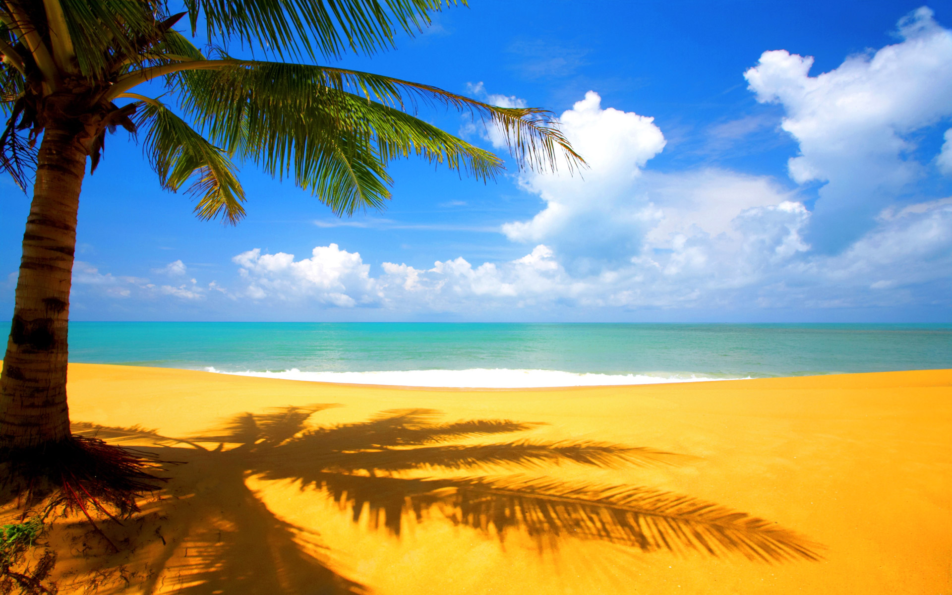 Wallpaper Of Beach Scenery: A Beautiful Shadow Of Palm Near Beach ...
