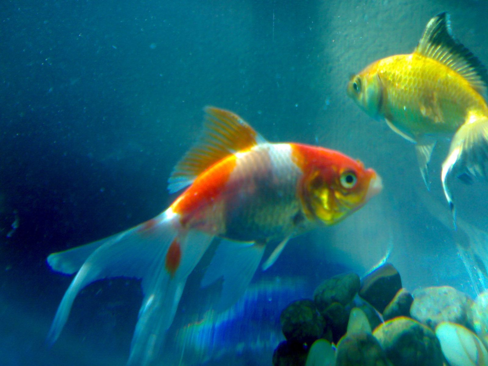 Beautiful Fish Wallpapers HD Pictures | One HD Wallpaper Pictures ...