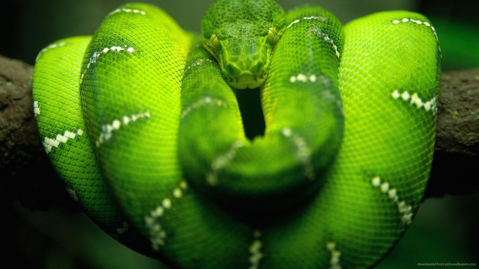 Download 1920x1080 Awesome Green Snake Wallpaper