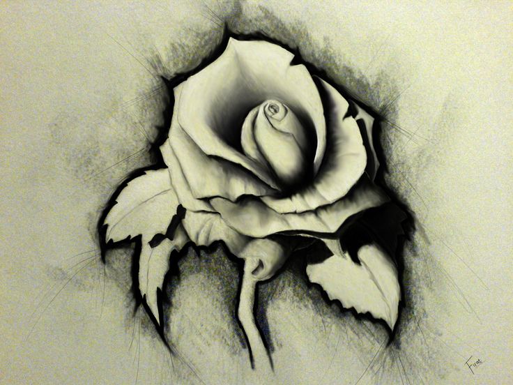 Rose Pencil Drawing HD Wallpaper Wallpaper freewallpic