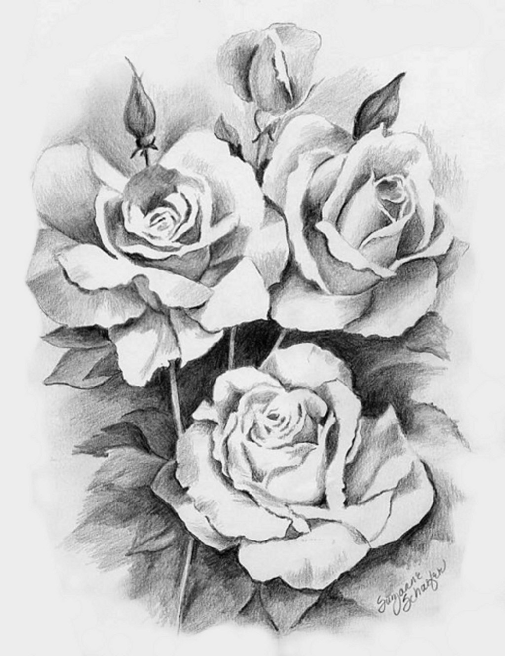 Roses HD Wallpaper | Flowers Wallpapers