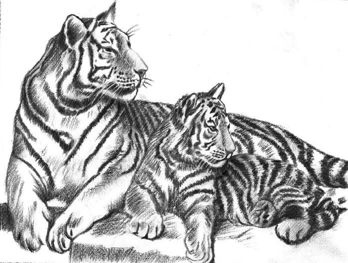 Images of pencil sketches of foxes pencil arts of tiger