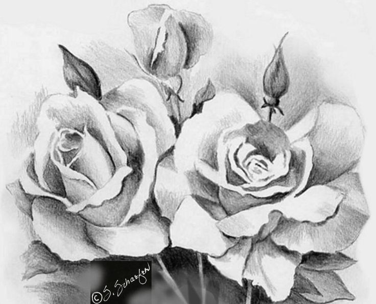 Rose Drawings | Awesome Rose Drawings Rose – Symbol of Love Rose ...