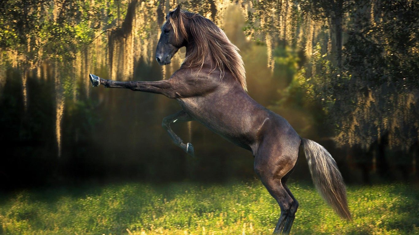 Top Class Horses HD Wallpapers for Riders 1366x768 Green Earth