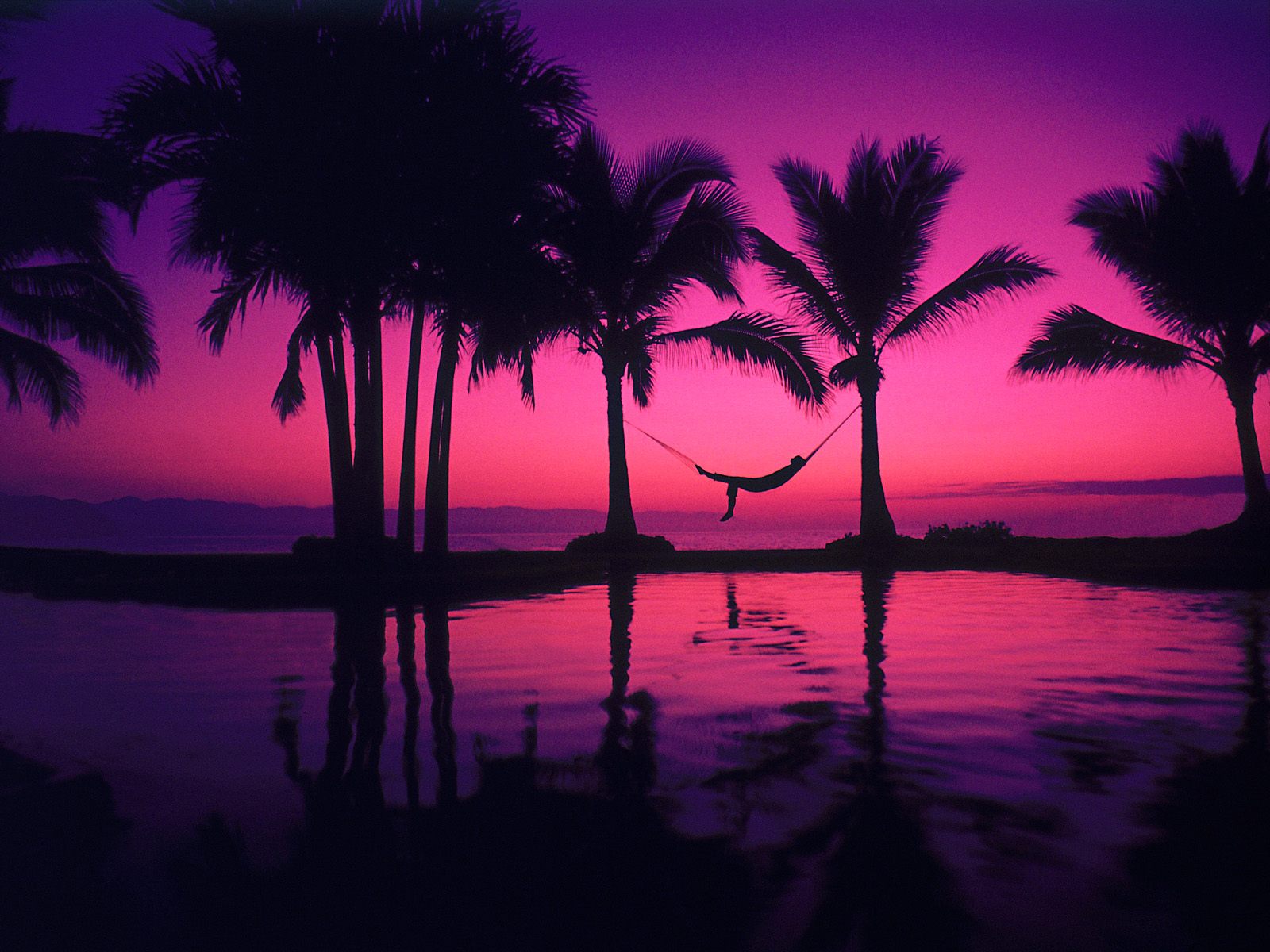 Tropical Ocean Purple Beach Sunset Palm Tree Beach Tropical Beach ...