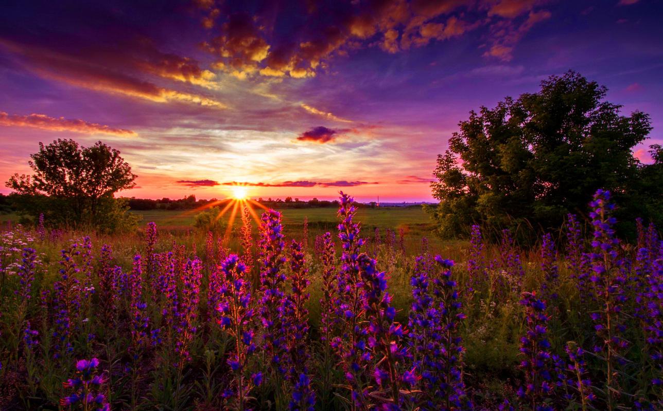 Purple sunset - (#133289) - High Quality and Resolution Wallpapers ...