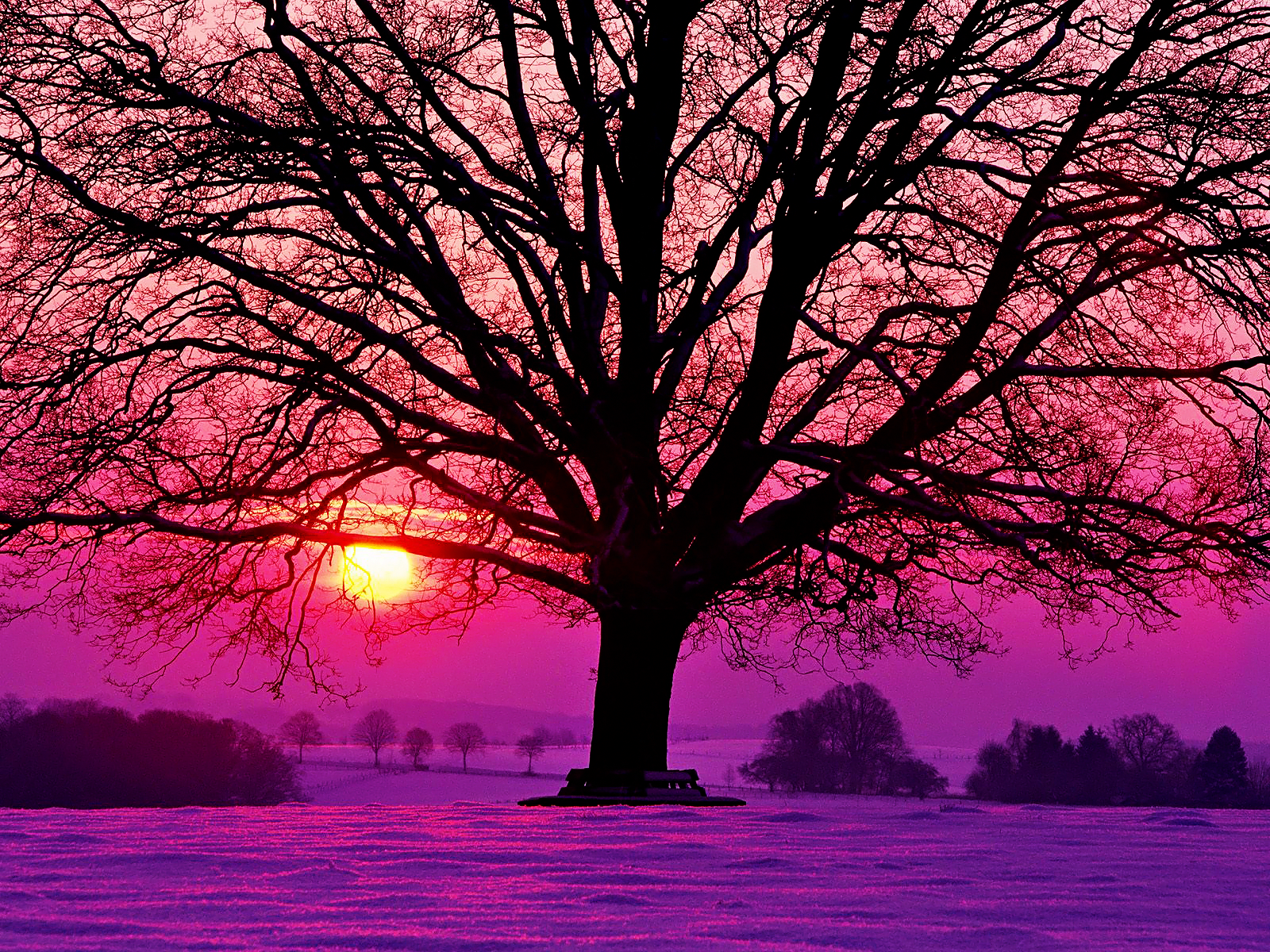 Purple, purple, and more purple on Pinterest | Purple Sunset ...