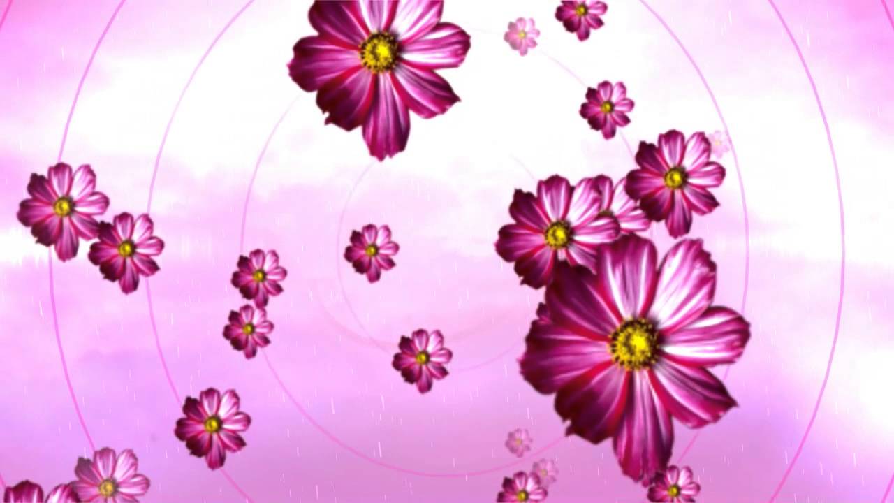 Free HD Motion Background | Floral Pink Daisy Wedding Background ...