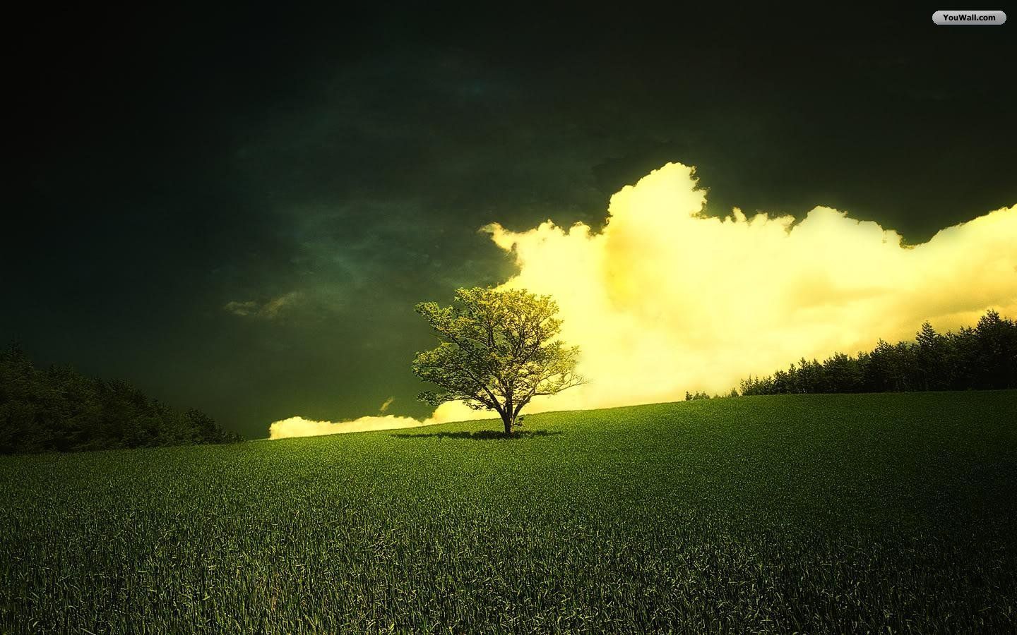 YouWall - Lonely Tree Wallpaper - wallpaper,wallpapers,free