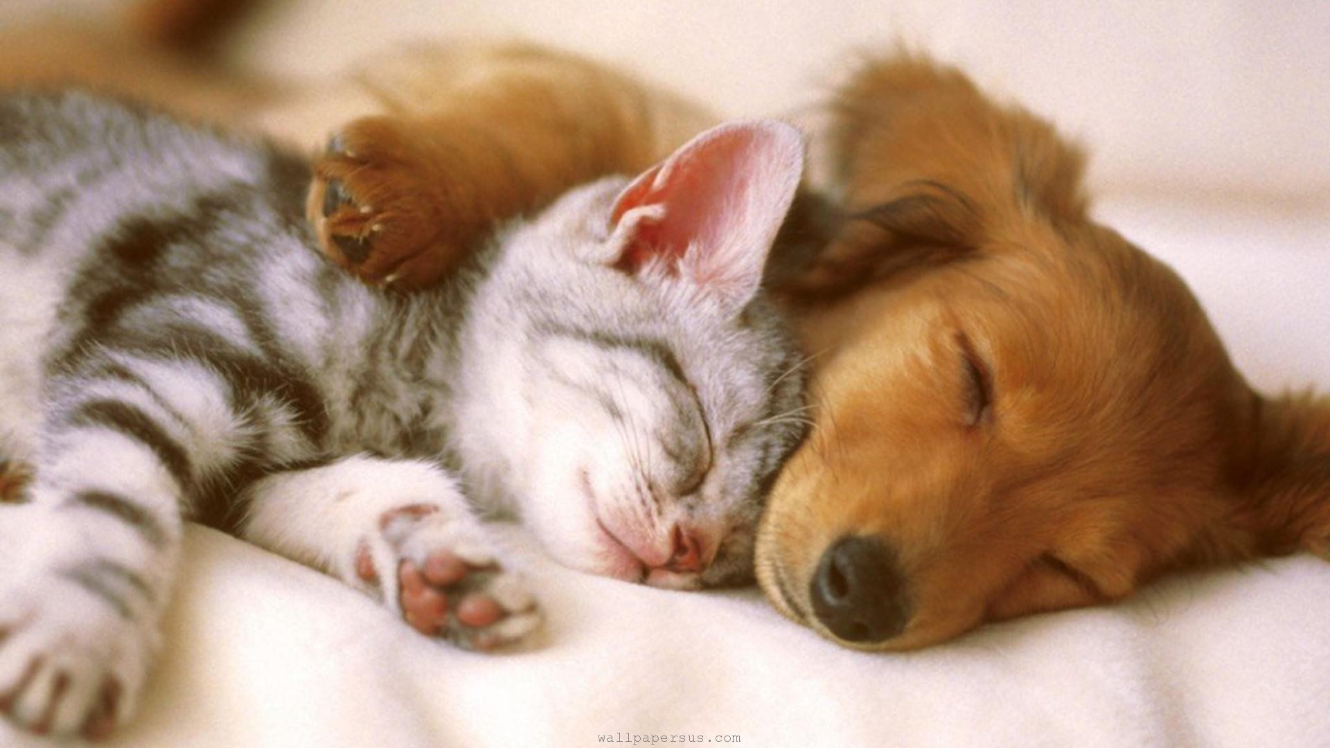 Wallpapers Kittens Puppy Tight Cuddling Friends Kitten Sleeping Us