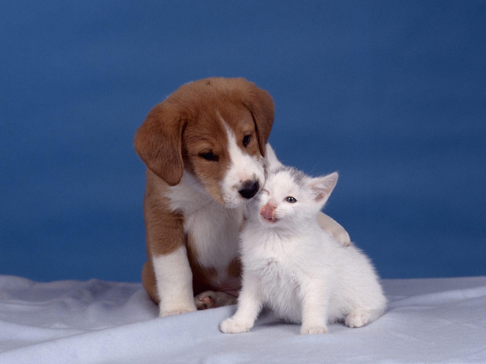 Kitten and Puppy - Kittens Wallpaper 12929269 - Fanpop