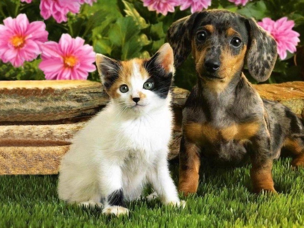 Cute kittens and puppies together wallpaper | danasrec.top