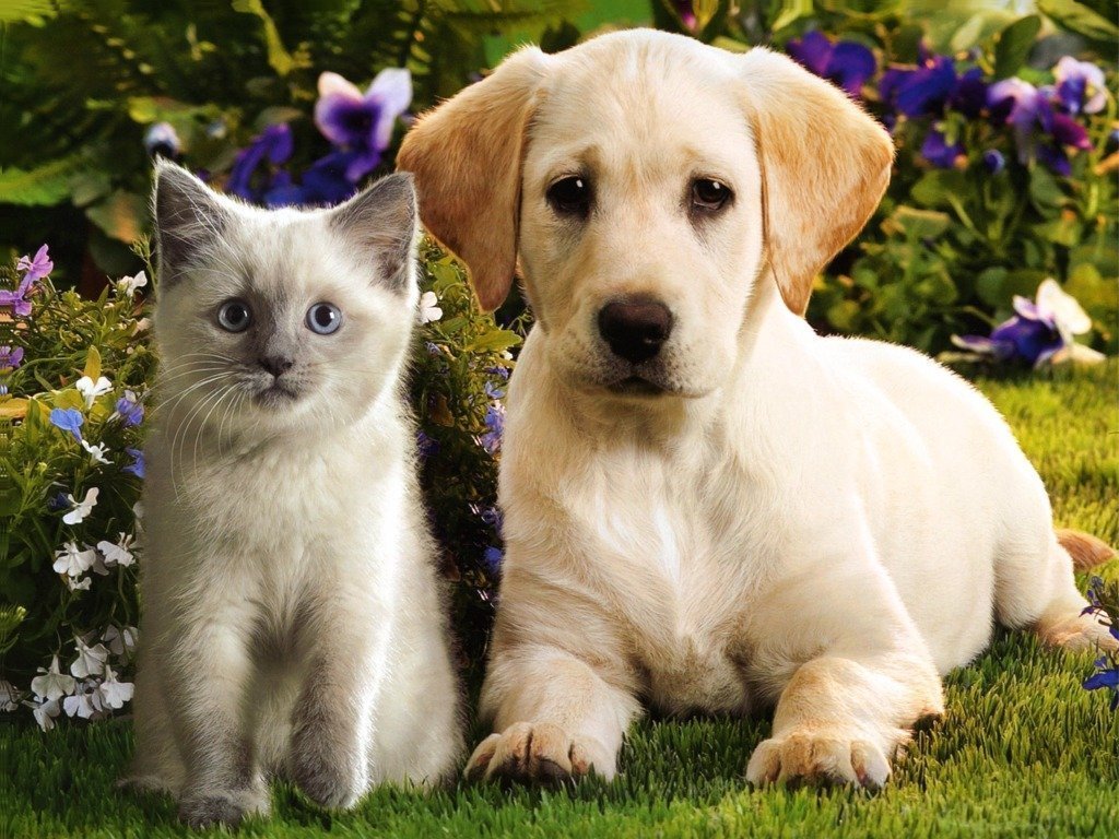 Kittens and Puppies Wallpaper