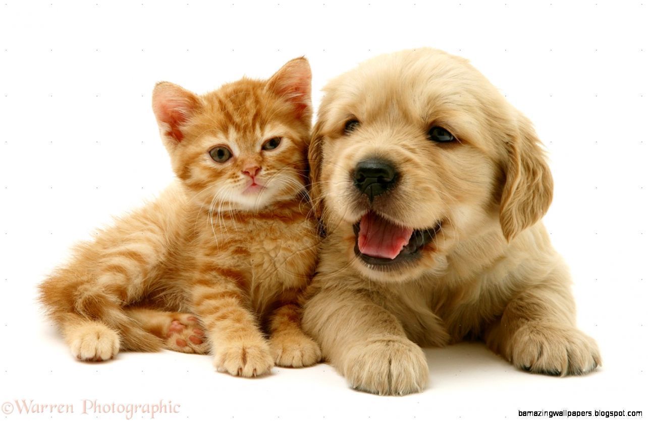 Images cute kittens and puppies