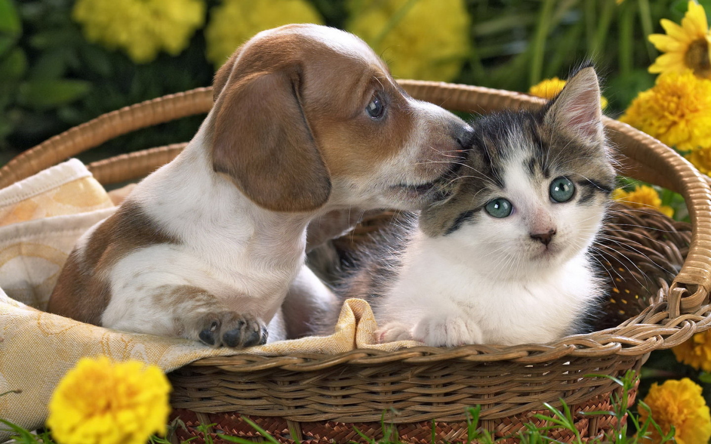 Cute kittens and puppies together wallpaper | danasrfc.top
