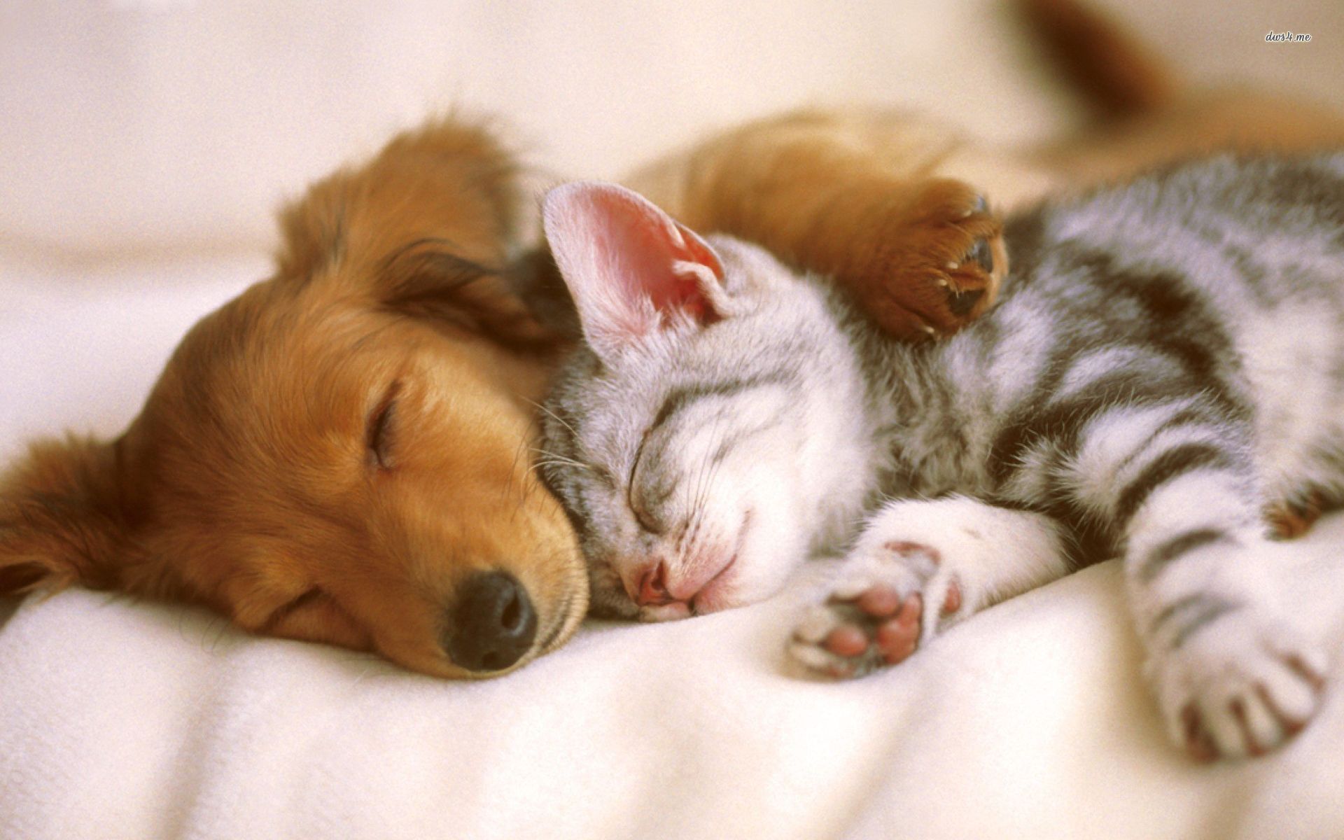 Cute Baby Puppies and Kittens Sleeping id: 4186 - 7HDWallpapers