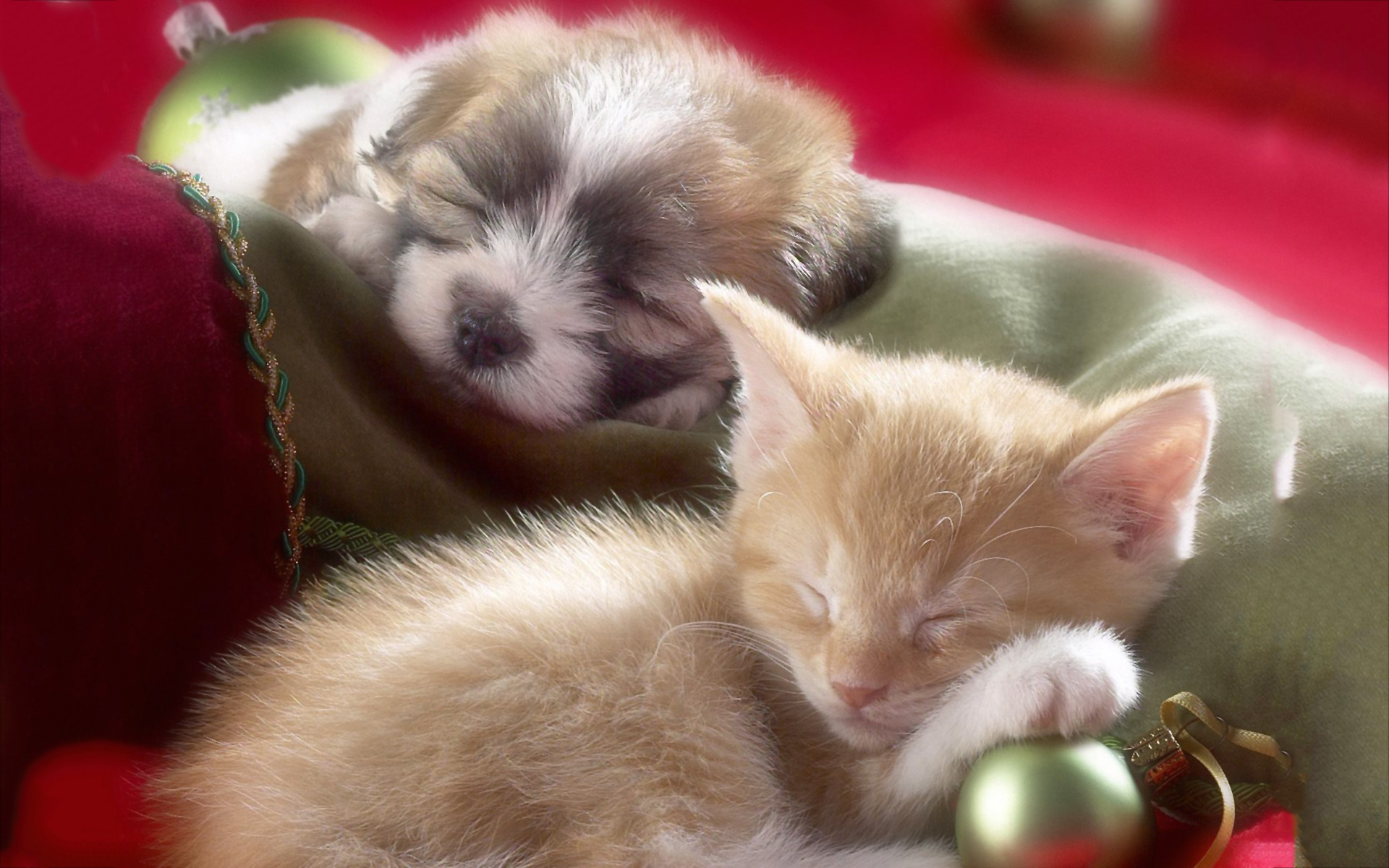 Sleeping Kitten Puppy Wallpapers Pictures Photos Images - PetPictures