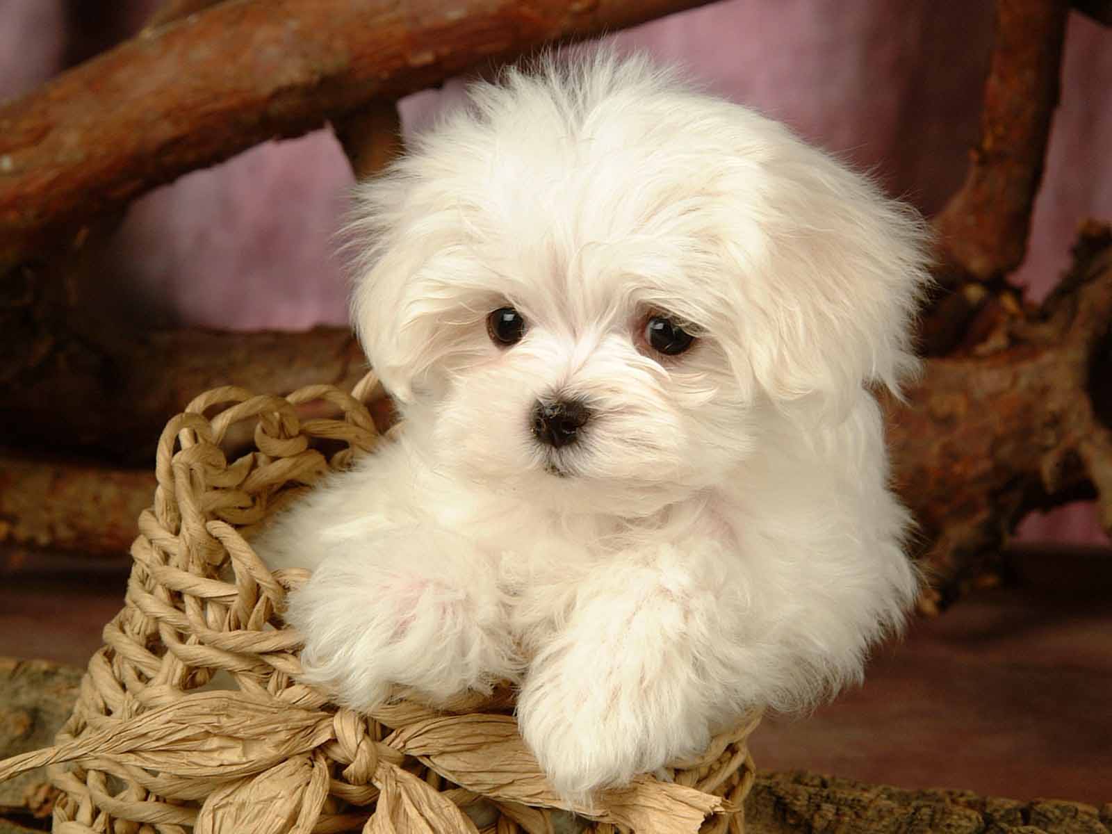 Wallpapers Of Cute Puppies - Wallpaper Cave