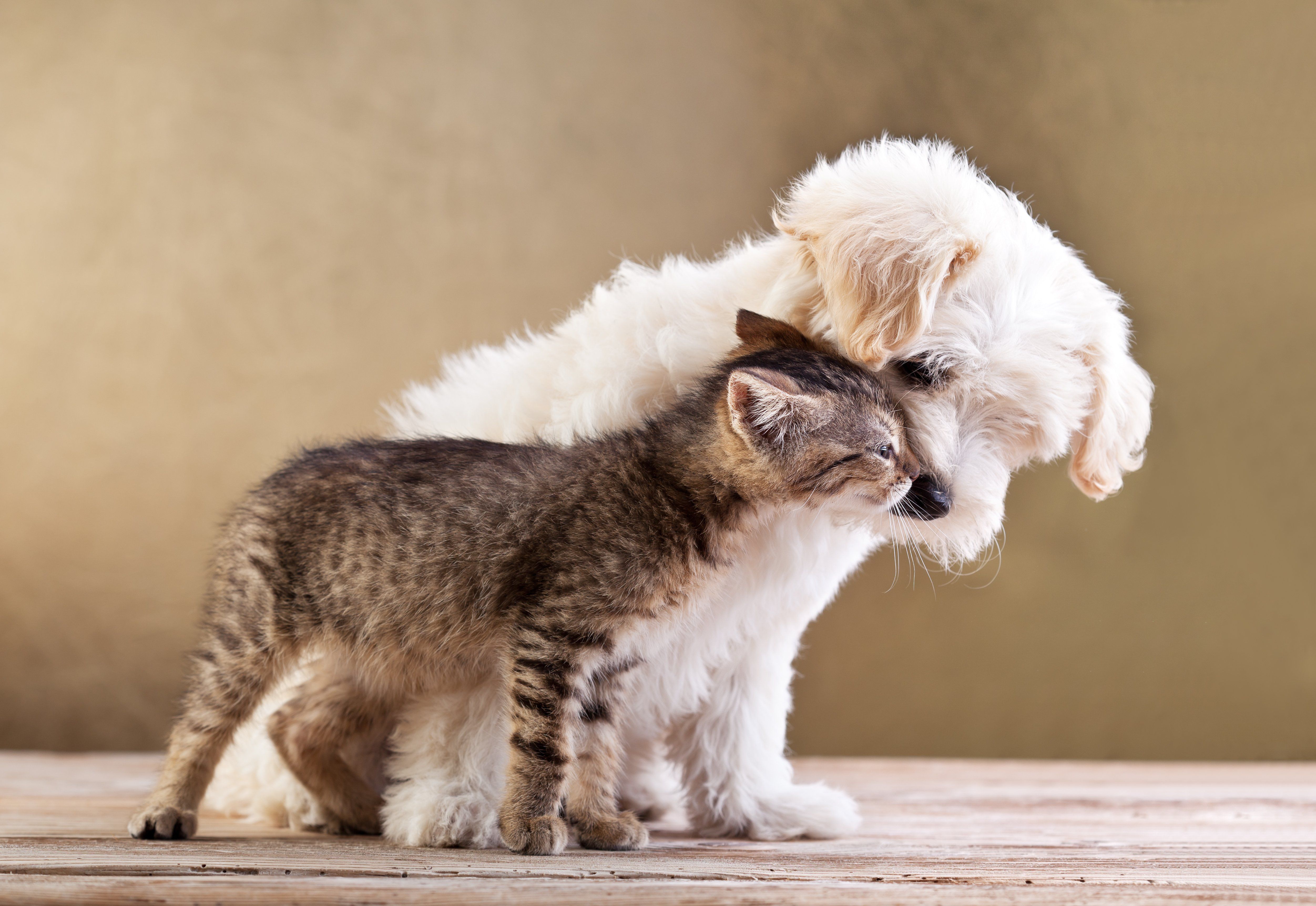 Cats Dogs Two Animals puppy kitten wallpaper 5006x3448 348802