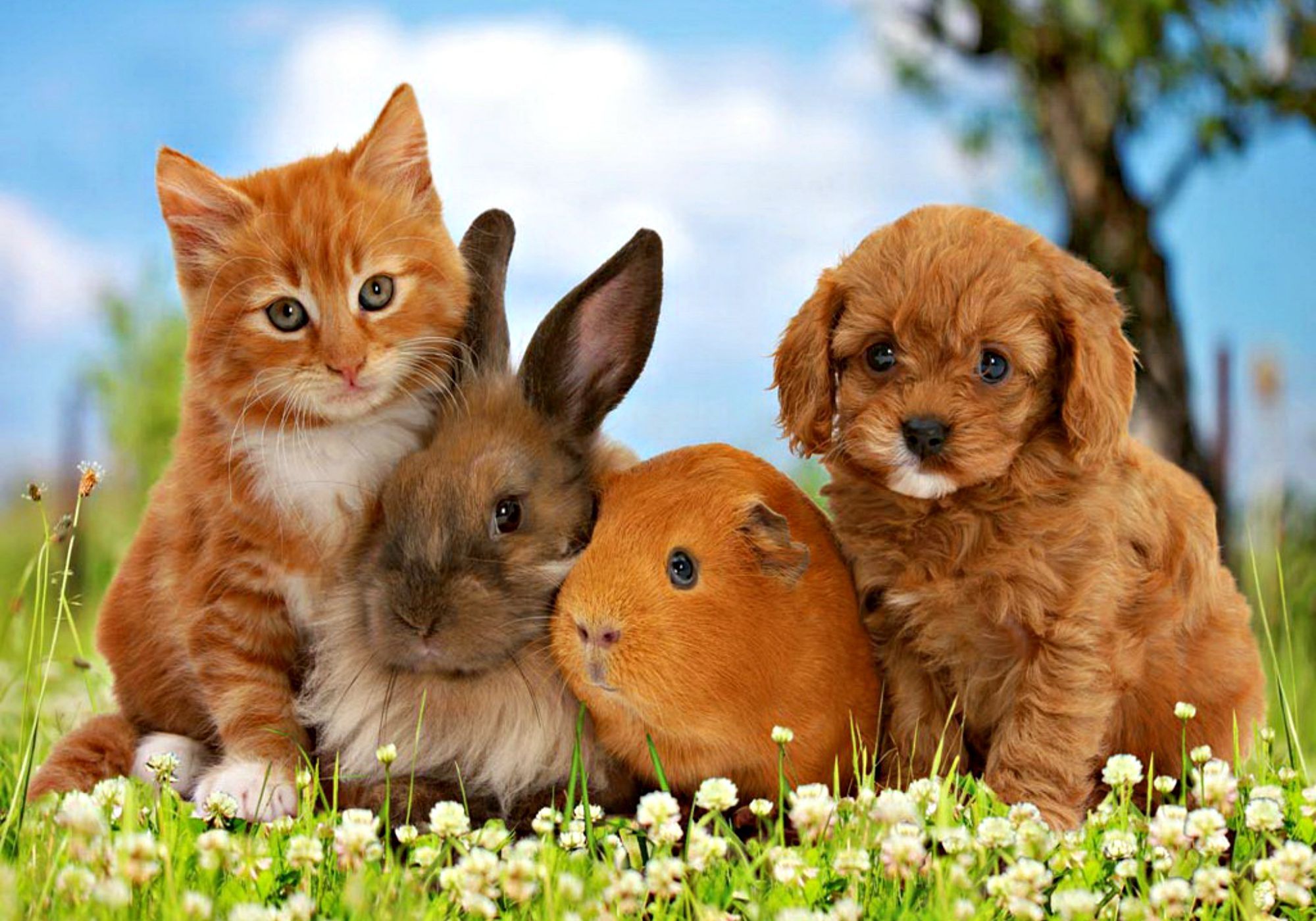 Cats: Little Friends Friend Dog Sweet Cute Animal Bunny Orange ...