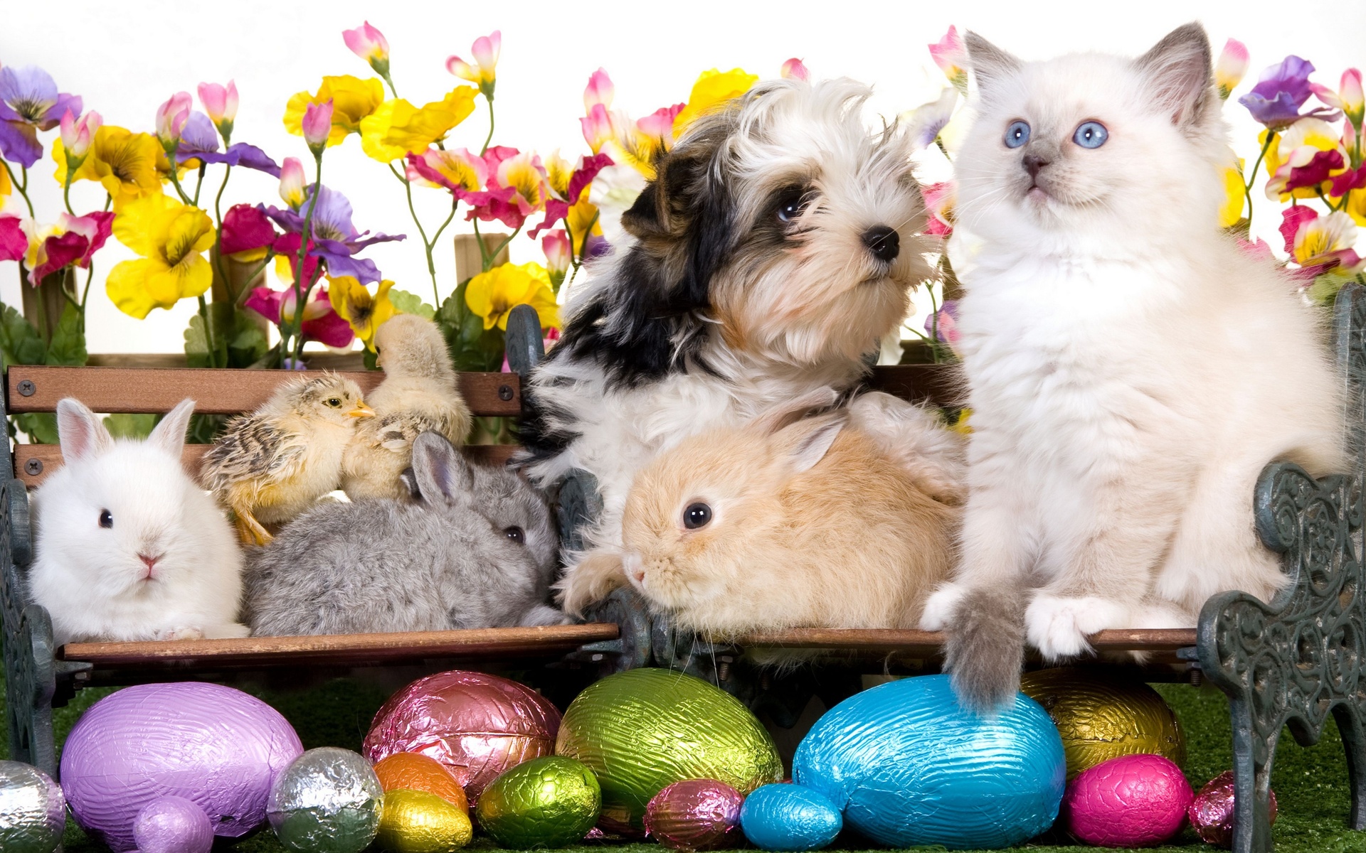 Kitten Dog Puppy Rabbits Chickens Eggs Flowers Easter Wallpaper ...