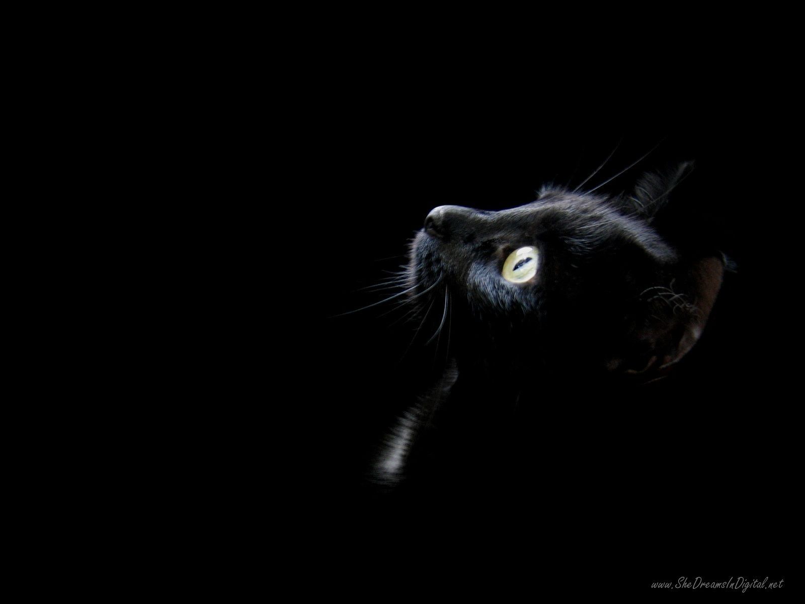 Download Black Wallpaper Cat Head Wallpaper Full HD Backgrounds