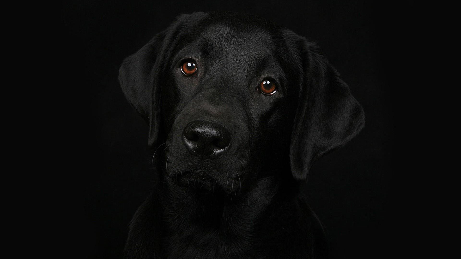 Black Dog HD Backgrounds