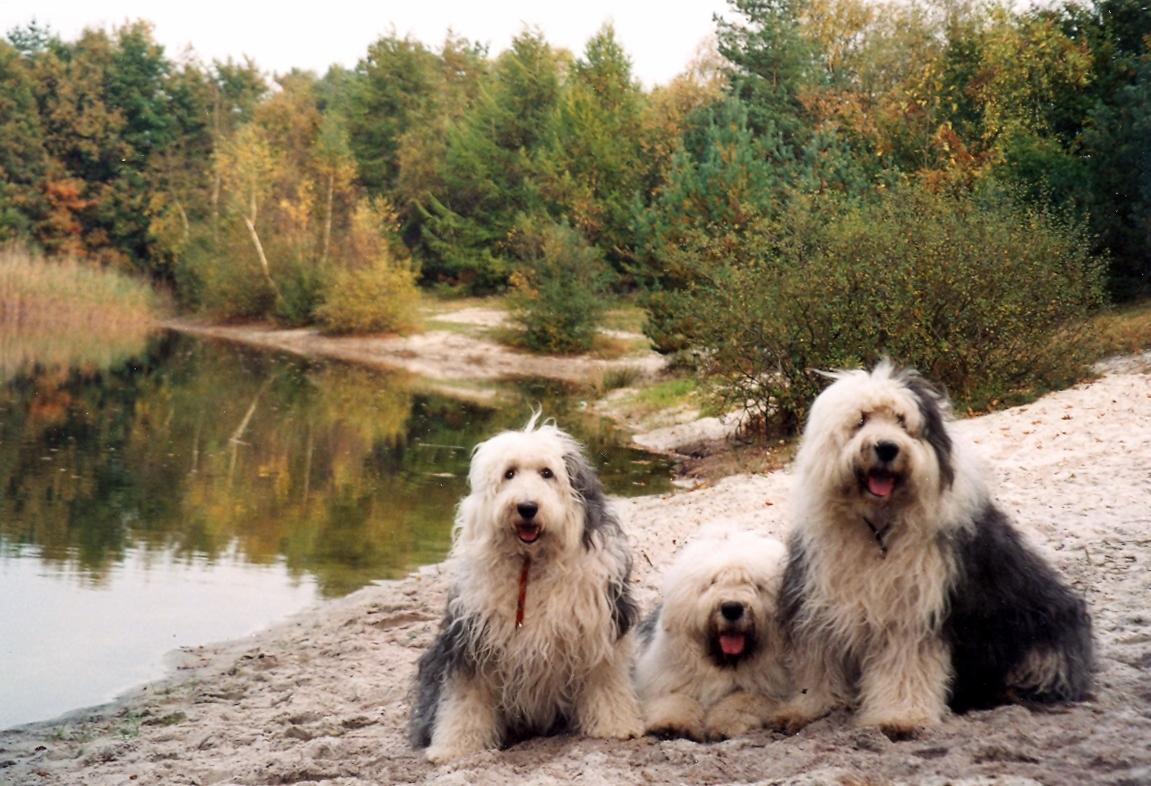 Old English Sheepdog dogs in nature photo and wallpaper. Beautiful