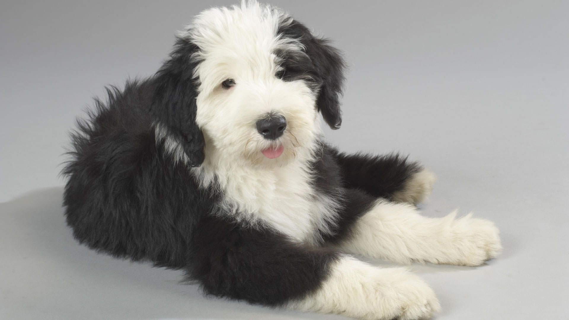 Two Old English Sheepdogs Wallpaper - My Doggy Rocks