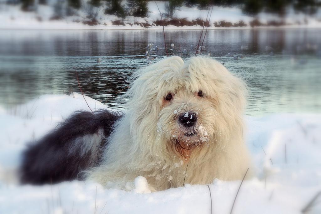 High Quality Old English Sheepdog Wallpaper | Full HD Pictures