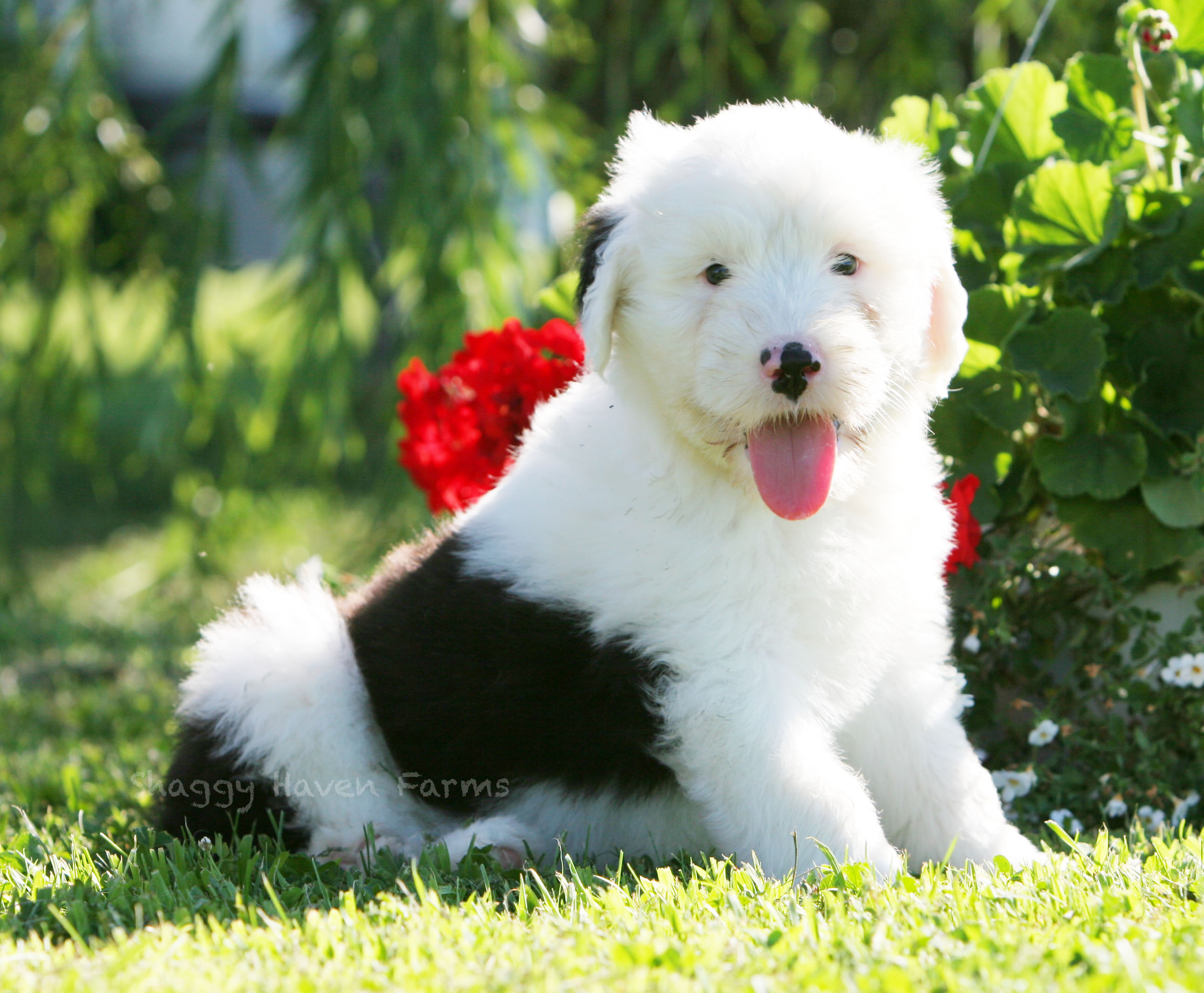 Old English Sheepdog with a flower photo and wallpaper. Beautiful