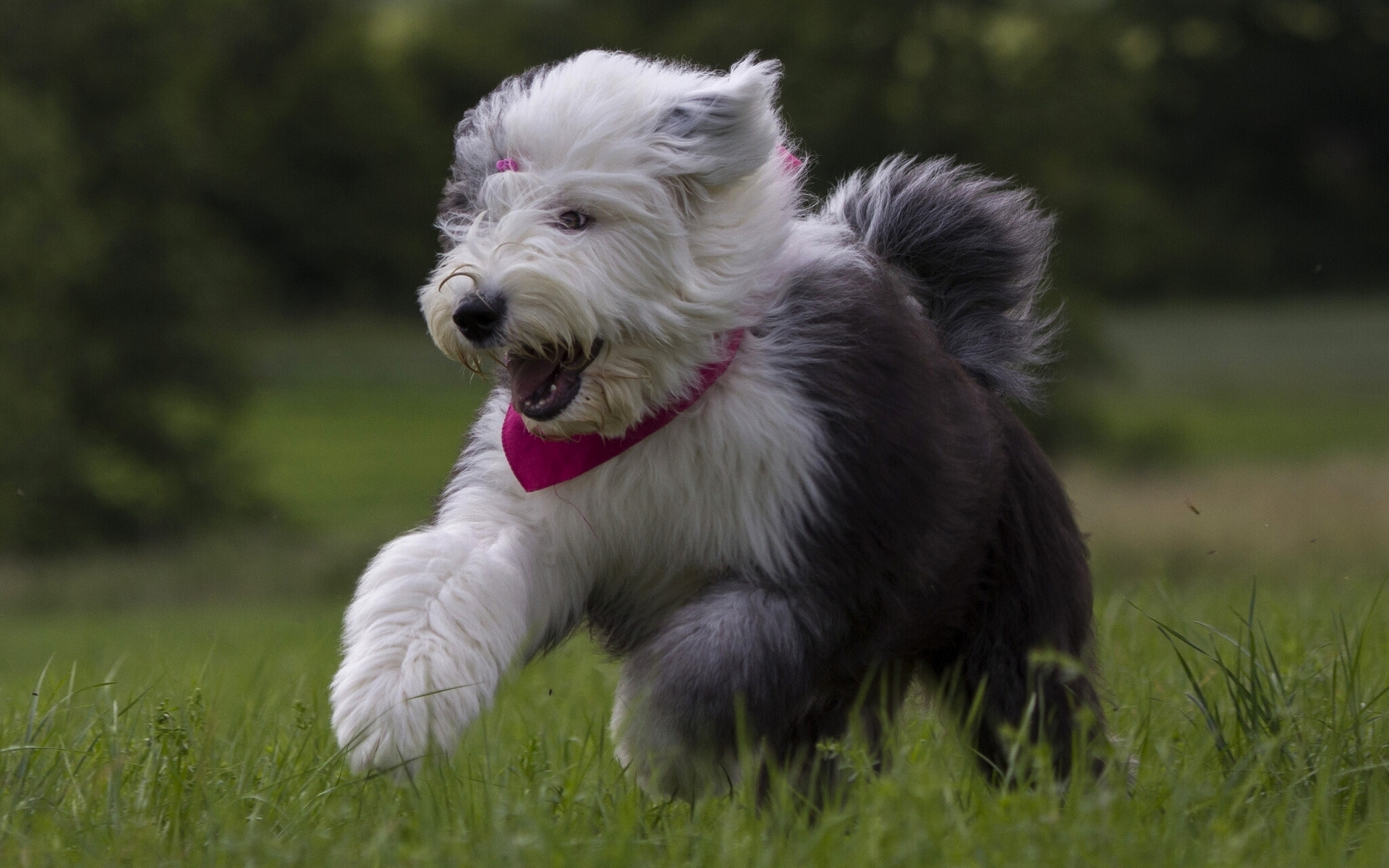 High Quality Old English Sheepdog Wallpaper Full HD Pictures