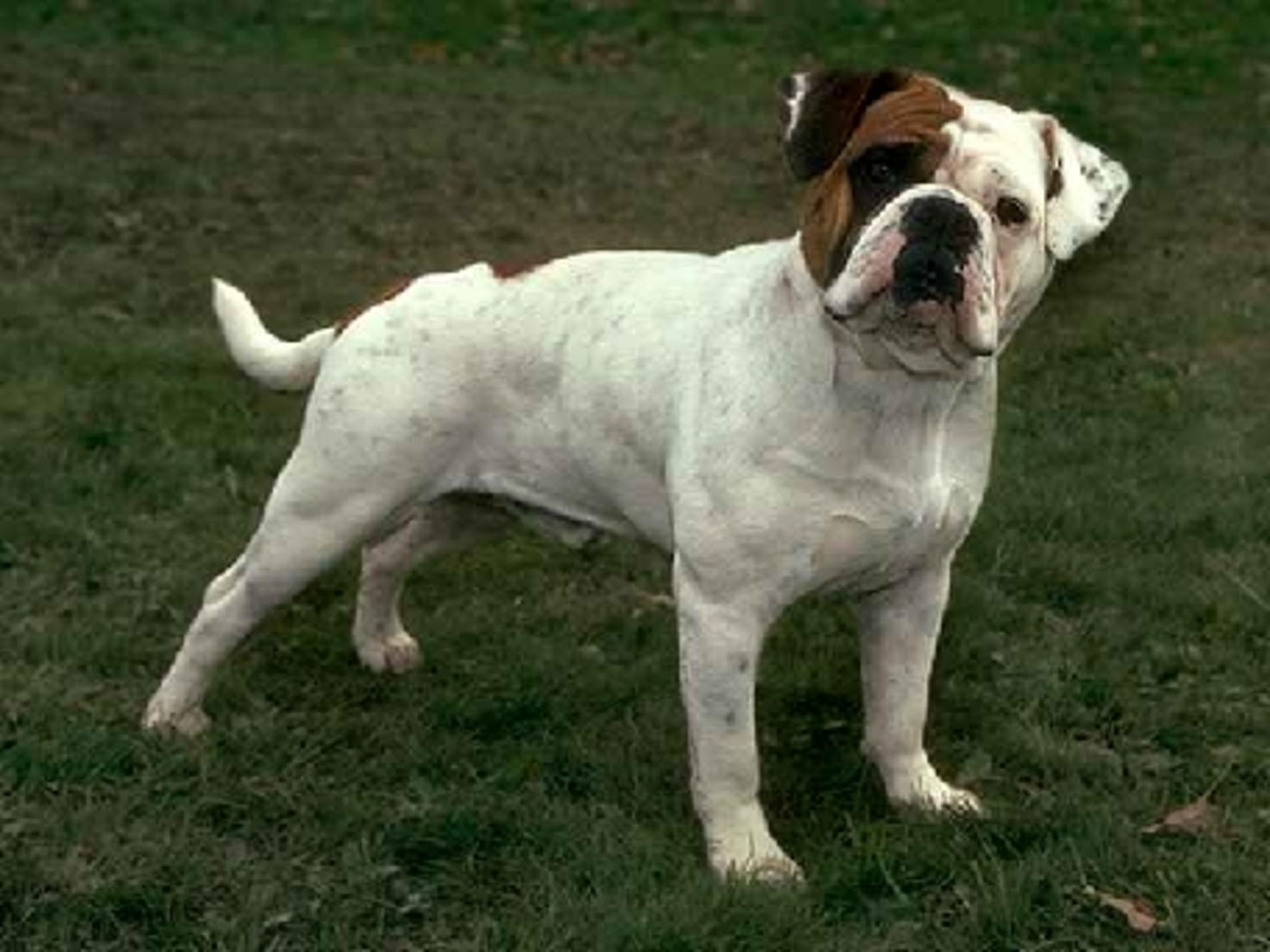 Old English Bulldog Wallpapers High Resolution and Quality Download