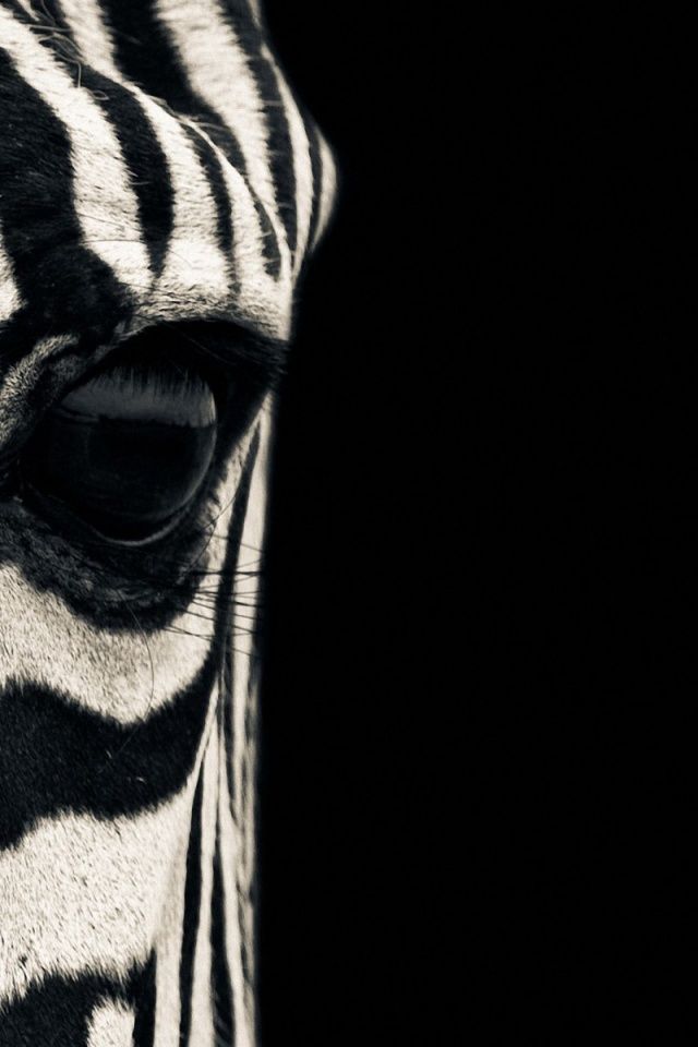 Zebra Iphone Wallpapers Group 48