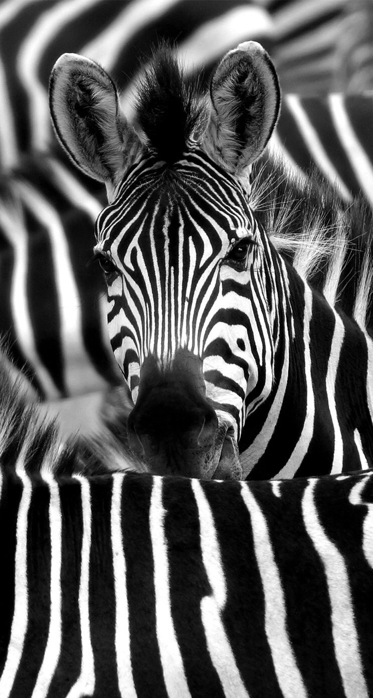 Zebra Face Closeup iPhone 5s Wallpaper Download | iPhone ...