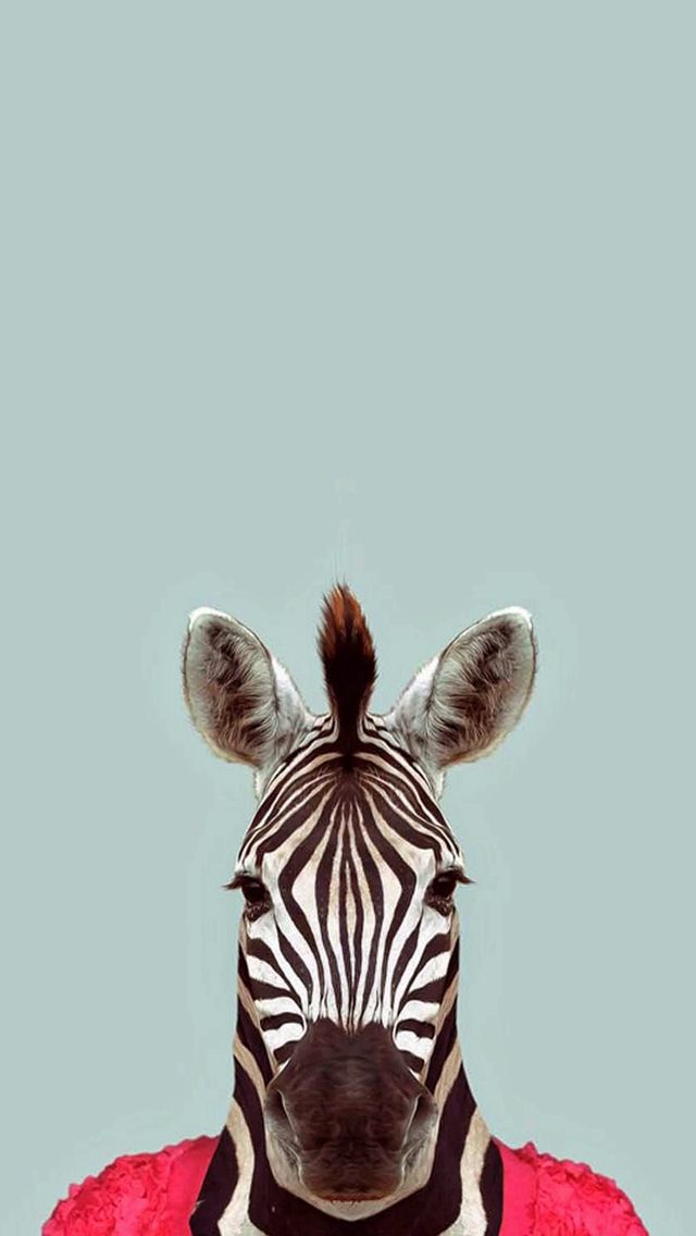 Zebra Funny Animal Portrait iPhone 5s Wallpaper Download | iPhone ...