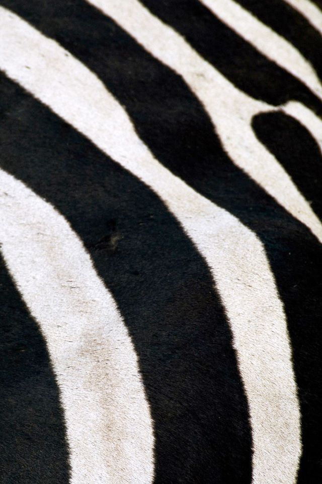 Zebra iPhone Wallpaper HD