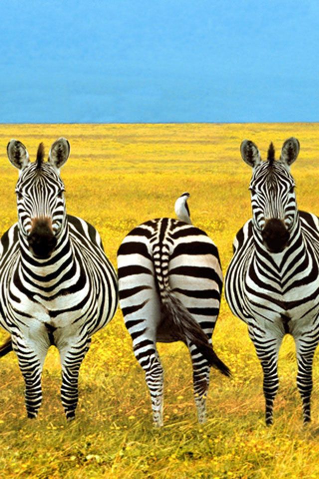 Download Zebra iPhone Wallpaper | iPhone壁紙ギャラリー