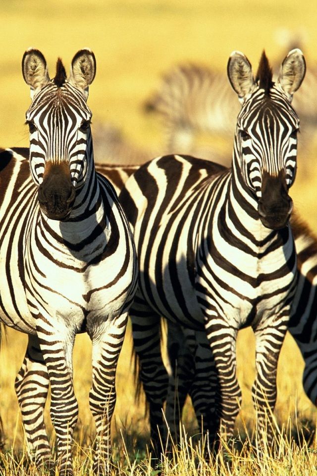 Zebras iPhone 4s Wallpaper Download | iPhone Wallpapers, iPad ...