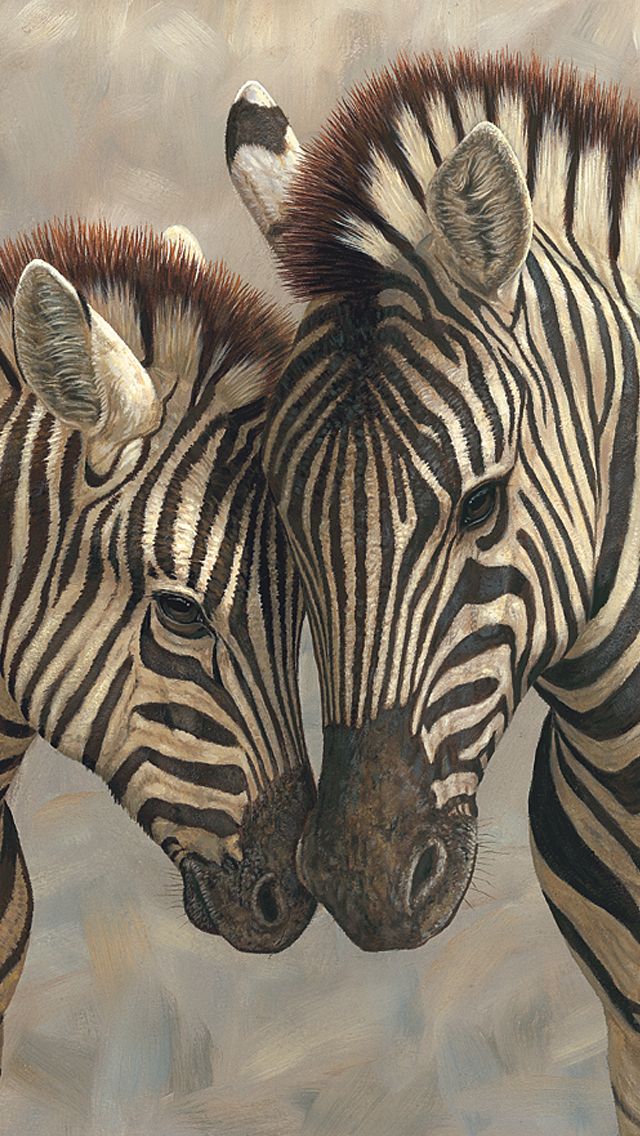 Mother and baby zebras iPhone 5 Wallpaper (640x1136)