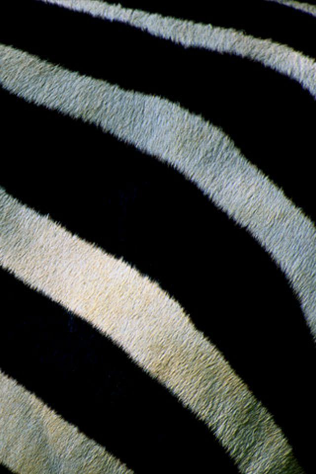 Zebra Stripes iPhone 4 Wallpaper (640x960)