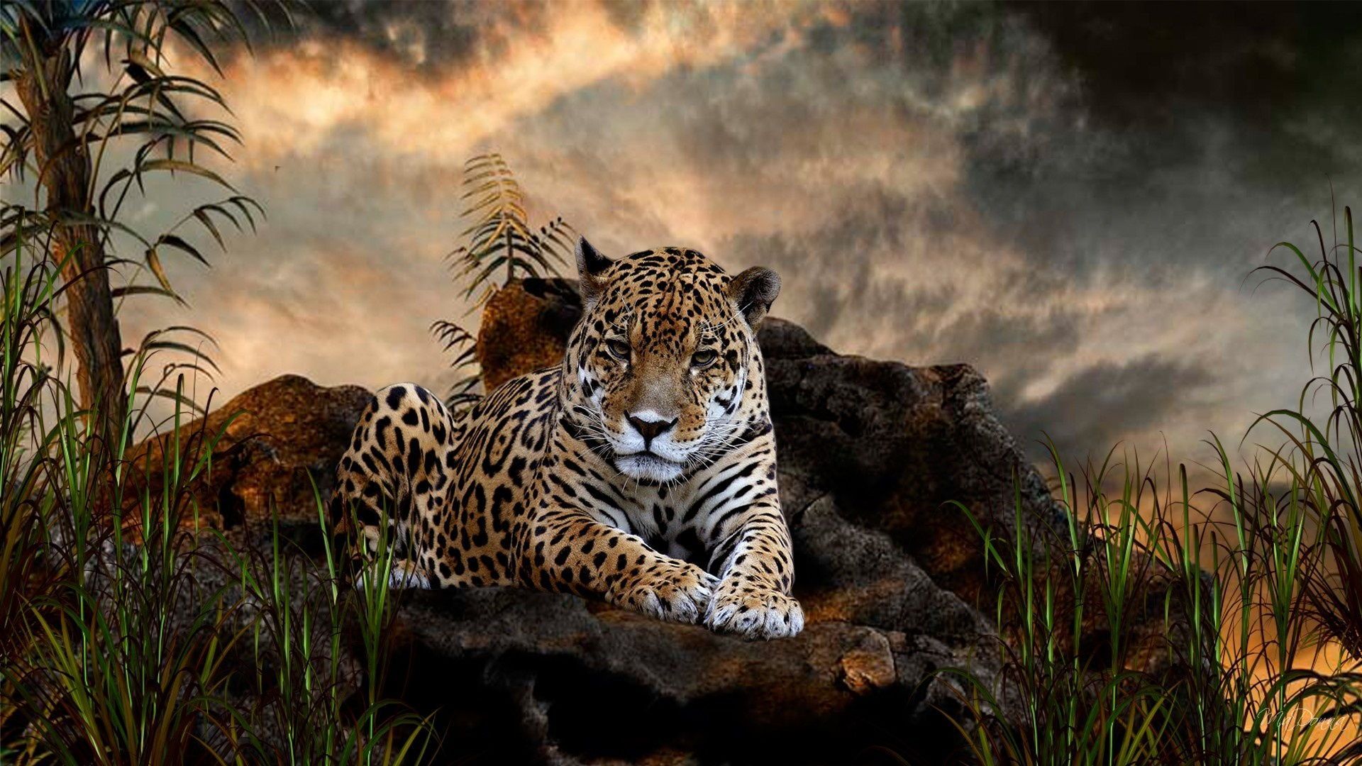 Jaguar Animal HD Wallpapers | Jaguar Animal Pictures | Cool Wallpapers