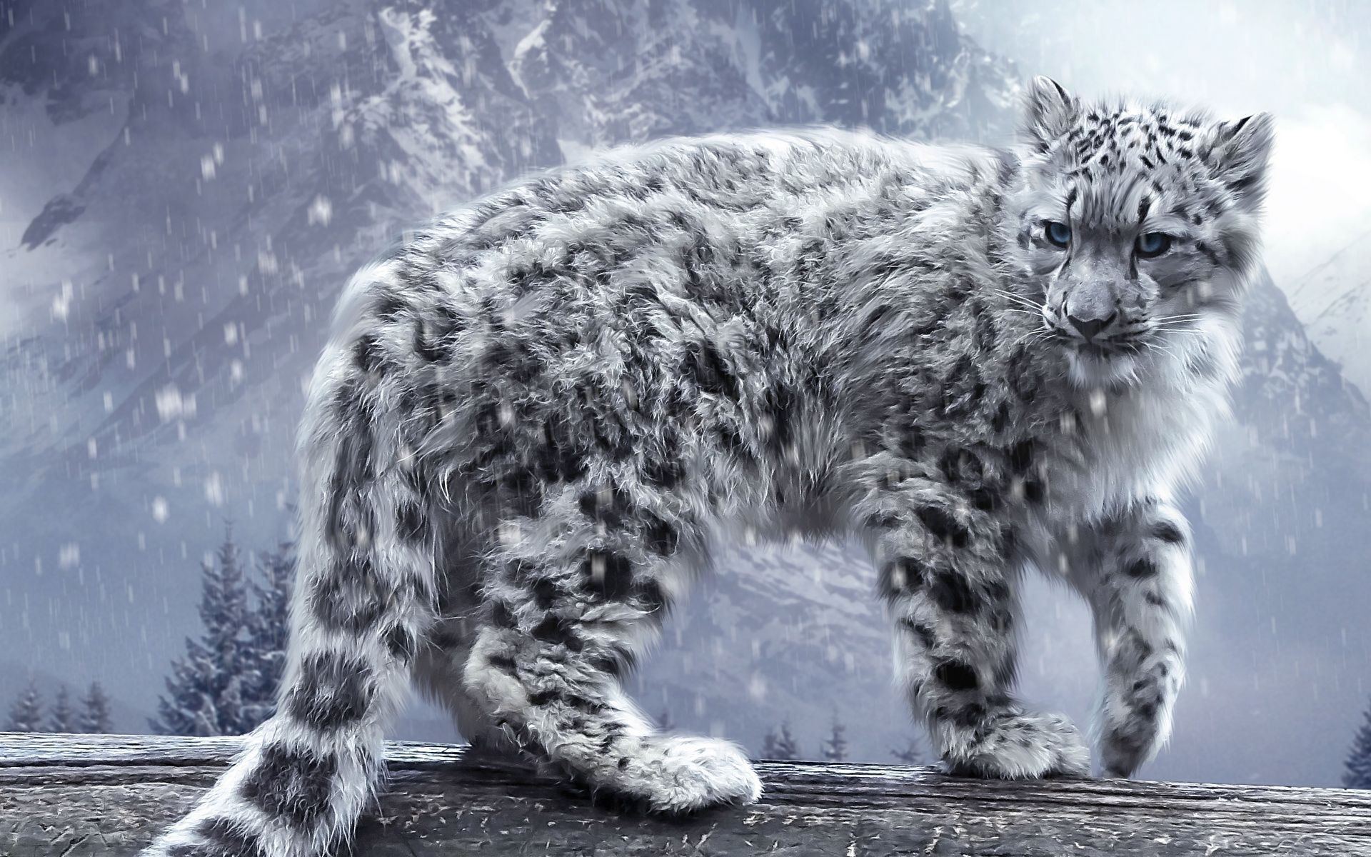 White Leopard Wallpapers | HD Wallpapers