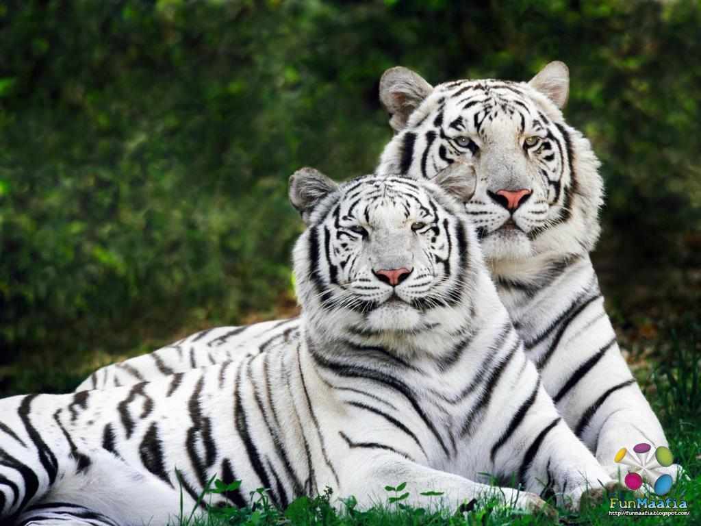 Wild Animals Wallpapers, HD Animal Wallpapers | Cool Wallpapers