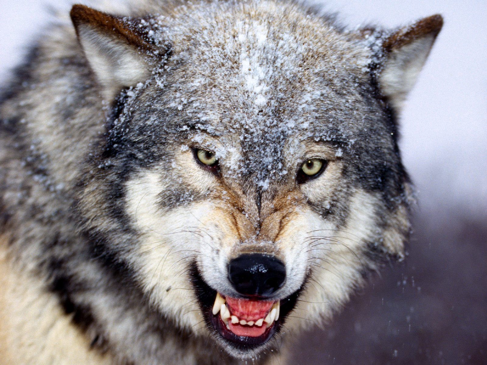 Download Gray Wolf Wallpapers: Animal by Free download best HD ...