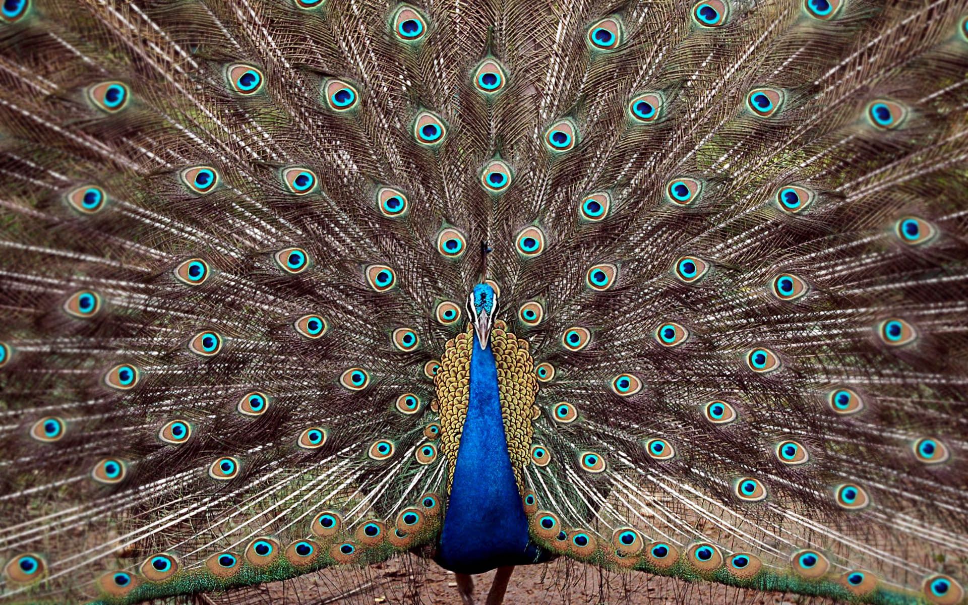 Peacock wallpaper 9442