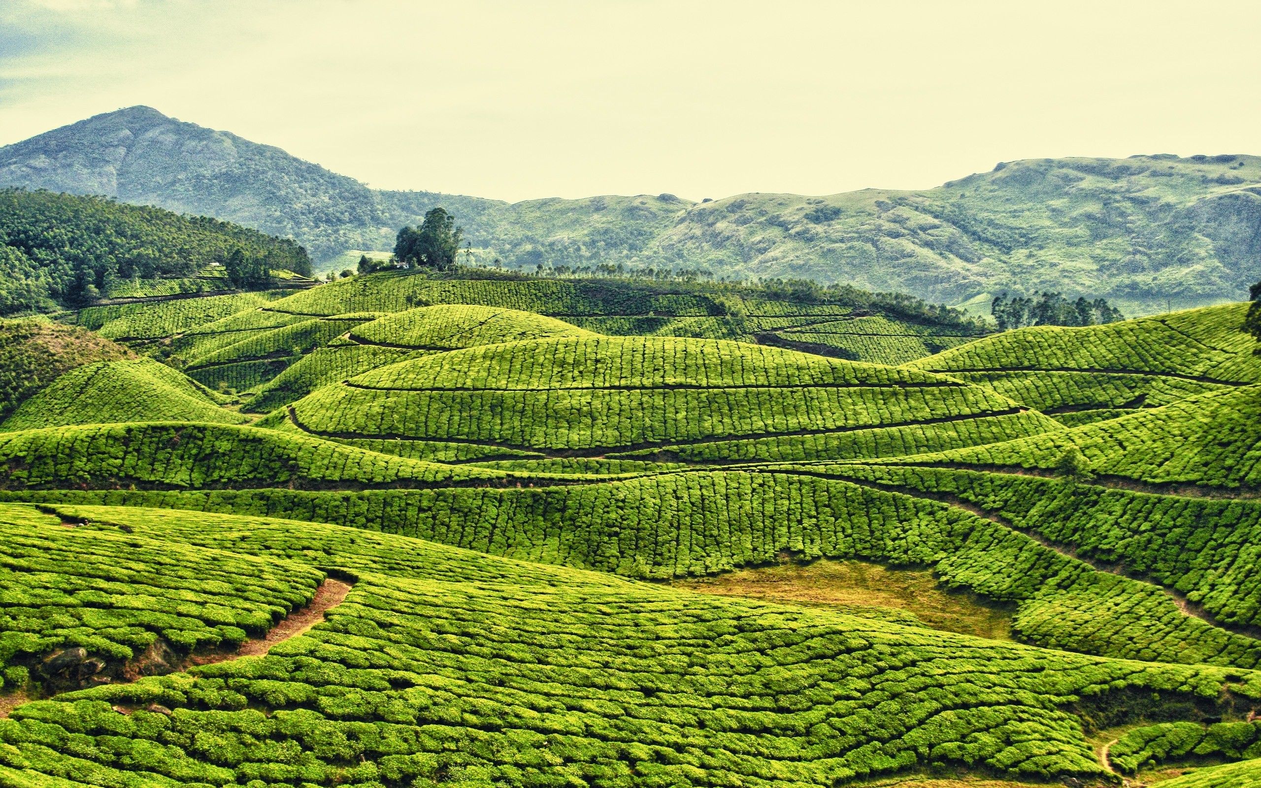 Daily Wallpaper: Tea Plantation in Kerala, India | I Like To Waste ...