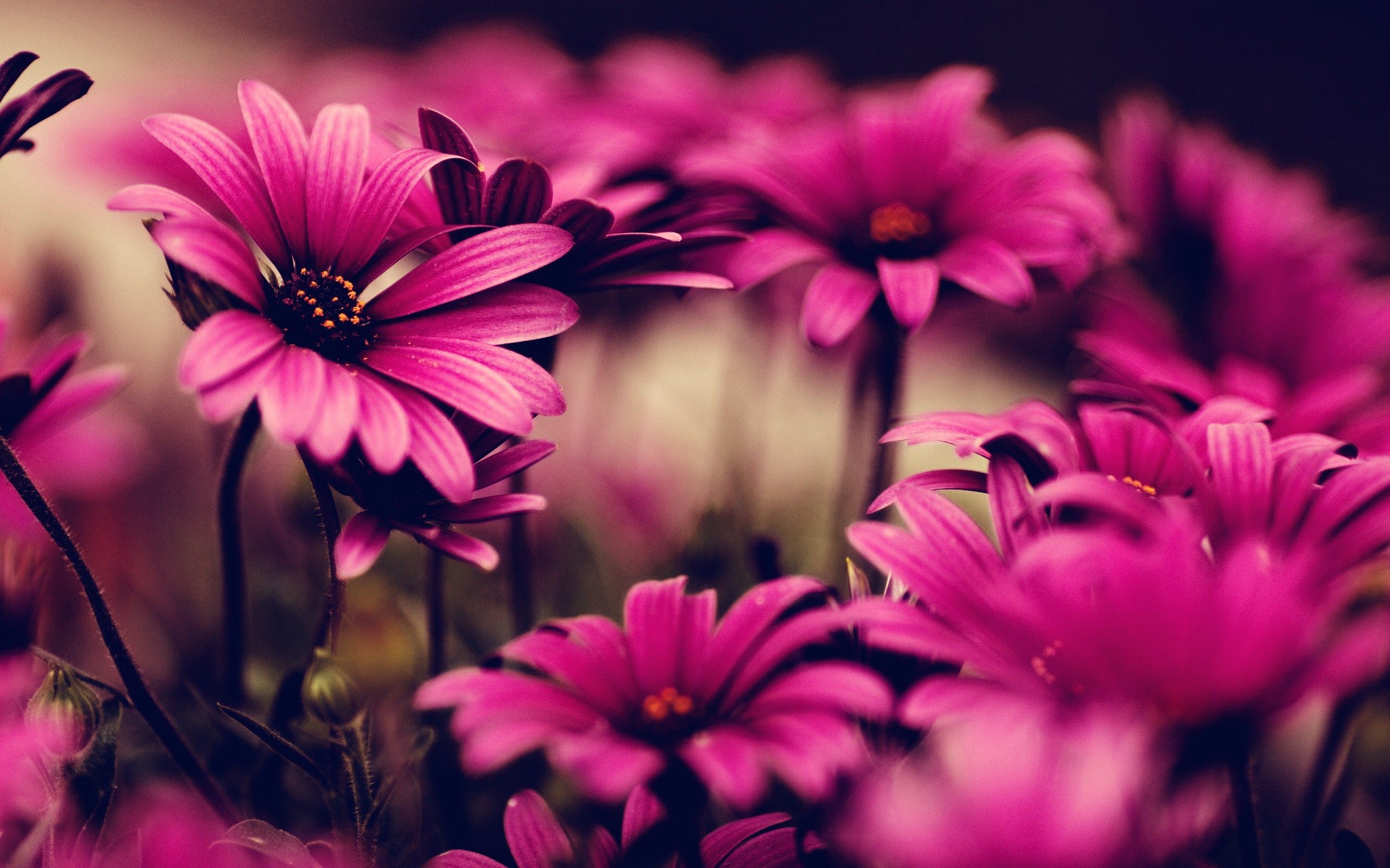 Pink Flower HD Wallpapers - HD Wallpapers Backgrounds of Your Choice